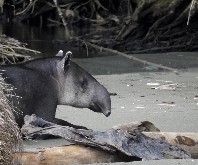 Corcovado National Park 1 Day Tour at Sirena Station Photo